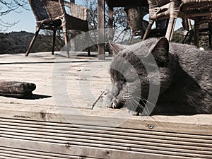 A grey cat on wooden planks