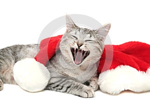 The grey cat yawns photo