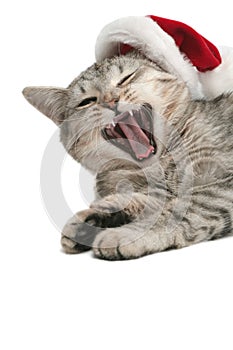 The grey cat yawns near to a New Year's cap photo