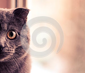 Grey cat with yellow eyes, the head of a cat