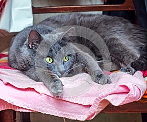 Grey cat with yellow eyes lies photo