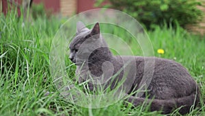 Grey cat with yellow eyes sitting outdoors in nature on grass observing the garden