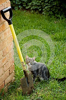 Grey cat with yellow spade