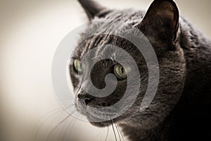 Grey cat photo