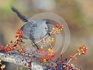 Grey Catbird