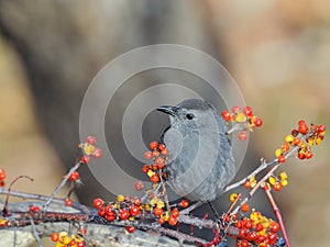 Grey Catbird