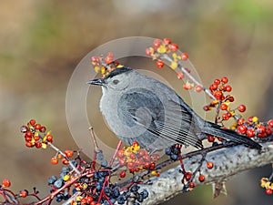 Grey Catbird