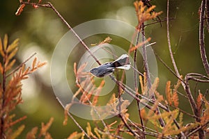 Grey catbird Dumetella carolinensis