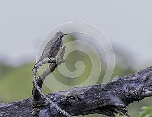 grey catbird on a limb