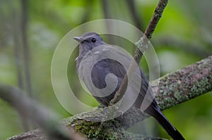 Grey Catbird perched in a tree