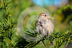 Grey catbird perching