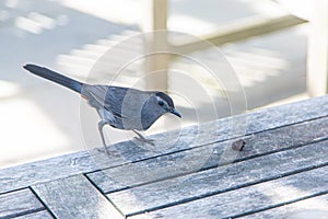 Grey Catbird on picnic table with a raisin in front of its beak