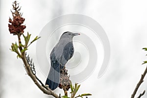Grey Catbird and Sumac, Southwestern Ontario, Canada