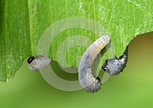 The grey caterpillar like larval stage of Solomon’s seal sawfly