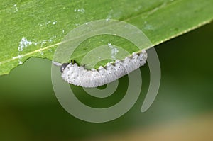 The grey caterpillar like larval stage of Solomon’s seal sawfly