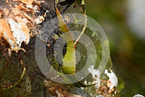 Grey caterpillars eat leaves