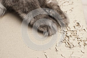 Grey Cats play cardboard by using nails to tear paper with fun