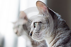 Grey cats`s looking out of the window with interested face.