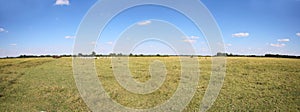 Grey cattle cows herd grazing at hungarian desert puszta