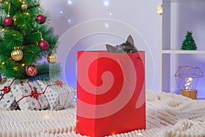 A grey chartreux cat look out of a red gift wrapping bag. A cat on the background of Christmas tree, garlands, gifts