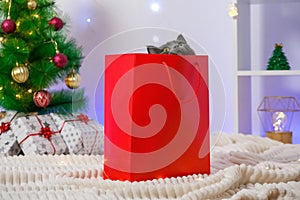 A grey chartreux cat look out of a red gift wrapping bag. A cat on the background of Christmas tree, garlands, gifts