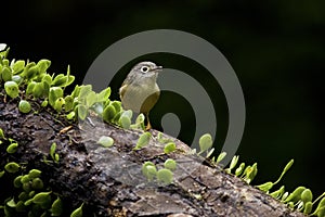 Grey-cheeked Fulvetta, Alcippe morrisonia
