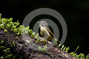 Grey-cheeked Fulvetta,Alcippe morrisonia
