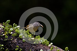 Grey-cheeked Fulvetta, Alcippe morrisonia