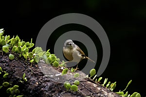 Grey-cheeked Fulvetta,Alcippe morrisonia photo