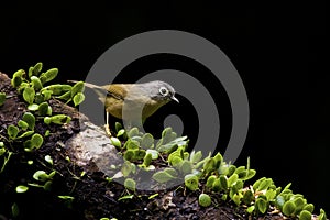 Grey-cheeked Fulvetta,Alcippe morrisonia photo