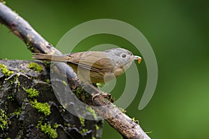 The grey-cheeked fulvetta photo