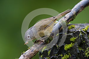 The grey-cheeked fulvetta photo