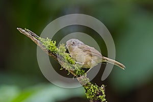 The grey-cheeked fulvetta photo