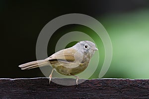 The grey-cheeked fulvetta photo