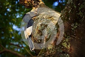 Grey-cheeked hornbill sitting tree trunk nest with green vegetation, Entebbe, Uganda. Black-and-white-casqued hornbill, Bycanistes