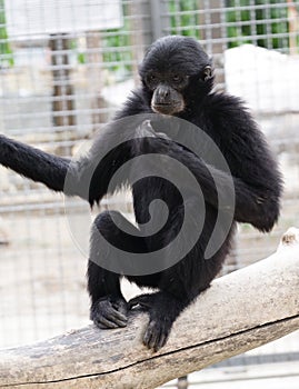 Grey-cheeked Mangabey Lophocebus albigena