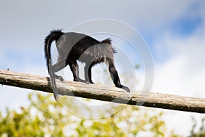 Grey-cheeked Mangabey, a tree-dwelling monkey with long limbs, a ruffled tail that is longer than its body