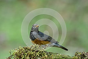 Grey chest and wings with brown belly bird perching on moss spot, Black-breasted thrush (Turdus dissimilis