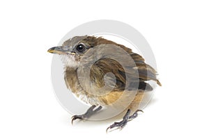 The grey-chested jungle flycatcher Cyornis umbratilis isolated on white