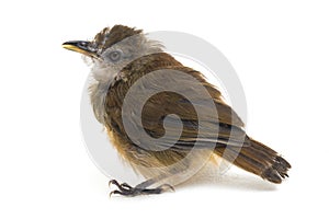 The grey-chested jungle flycatcher Cyornis umbratilis isolated on white