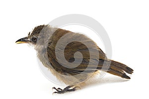 The grey-chested jungle flycatcher Cyornis umbratilis isolated on white