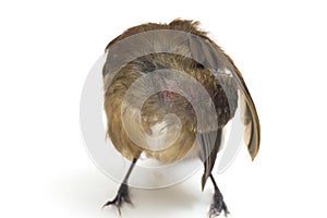 The grey-chested jungle flycatcher Cyornis umbratilis isolated on white