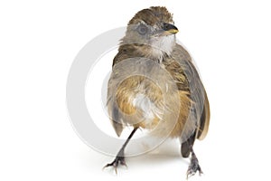 The grey-chested jungle flycatcher Cyornis umbratilis isolated on white