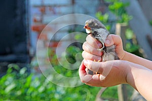 Grey chicken in children`s hands. New life. Small bird