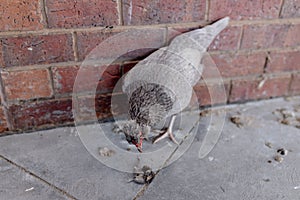 A chicken pecking at a dead mouse