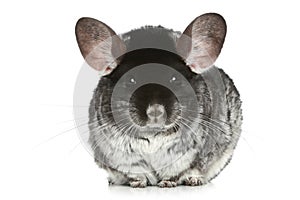 Grey chinchilla photo