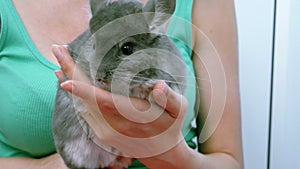 A grey chinchilla on hands of young woman