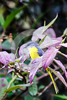 The Grey-Chinned-Minive at Labuan. photo