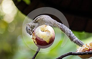 Grey chipmunk eating apple on the tree