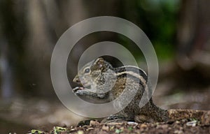 Grey chipmunk eating being on the ground